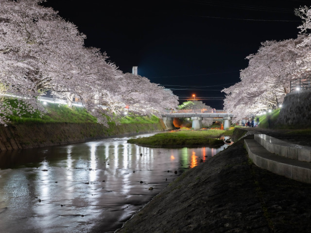 夜桜(厚狭川)