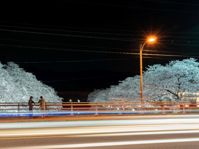 夜桜(厚狭川)